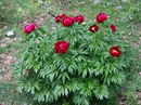 پیونیا آلبیفلورا,Paeonia lactiflora,芍 - 白芍
